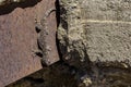 Common gecko wall sunbathing