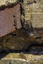 Common gecko wall sunbathing,