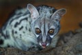 Common Genet Royalty Free Stock Photo