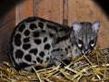 Common genet (Genetta genetta) Royalty Free Stock Photo
