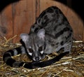 Common genet (Genetta genetta) Royalty Free Stock Photo