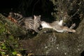 Common genet - Genetta genetta, Spain, a rabbit Royalty Free Stock Photo