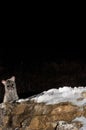 Common genet - Genetta genetta, Spain, Royalty Free Stock Photo