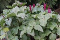 Giant wakerobin Trillium chloropetalum, flowering plants