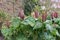 Giant wakerobin Trillium chloropetalum, maroon flowers