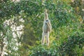 Common Gibbon Royalty Free Stock Photo