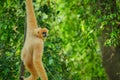 common gibbon or white-handed gibbon on tree Royalty Free Stock Photo