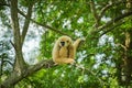 common gibbon or white-handed gibbon on tree Royalty Free Stock Photo