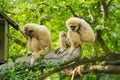 common gibbon or white-handed gibbon on tree Royalty Free Stock Photo