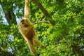 common gibbon or white-handed gibbon on tree Royalty Free Stock Photo