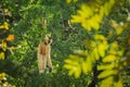 common gibbon or white-handed gibbon on tree Royalty Free Stock Photo