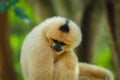 common gibbon or white-handed gibbon on tree Royalty Free Stock Photo