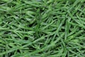 common glasswort Royalty Free Stock Photo