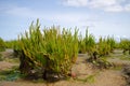 Common glasswort Royalty Free Stock Photo