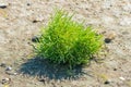 common glasswort