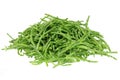 common glasswort Royalty Free Stock Photo