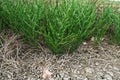 Common glasswort growing close up view