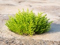 Common glasswort plant, Salicornia europaea, growing in sand of