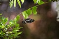 A common glider perching on the wisteria branch. Nara Japan