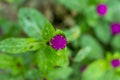 Common globe amaranth pure and dark purple and pink flowers Royalty Free Stock Photo