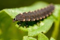 Common glow-worm beetle on a green leaf. Glow worm natural environment. Female glowworm is a common lightning bug will not flying. Royalty Free Stock Photo