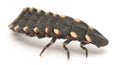 Common glow-worm of Europe, Lampyris noctiluca