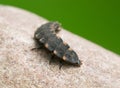 Common glow-worm, Lampyris noctiluca larva on rock Royalty Free Stock Photo