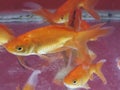 common gold fish Royalty Free Stock Photo