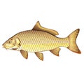 Common Golden Carp Vector Art