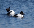 Common Golden Eye Duck Or Bucephala Clangula