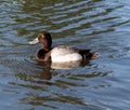 Common Golden Eye Duck