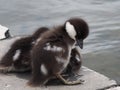 Common Golden Eye Ducklings