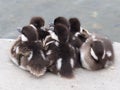 Common Golden Eye Ducklings