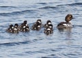 Common Golden Eye Ducks Or Bucephala Clangula