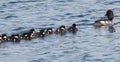 Common Golden Eye Ducks Or Bucephala Clangula