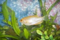 Common golden gourami Trichogaster trichopterus Royalty Free Stock Photo