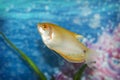 Common golden gourami Trichogaster trichopterus Royalty Free Stock Photo