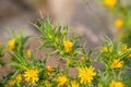 Common golden thistle flower bud Scolymus hispanicus