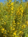 Common golden thistle flowering plant