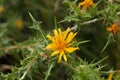 Common golden thistle (Scolymus hispanicus)