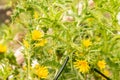 Common golden thistle or Scolymus Hispanicus in Zurich in Switzerland