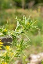 Common golden thistle or Scolymus Hispanicus in Zurich in Switzerland