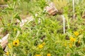 Common golden thistle or Scolymus Hispanicus in Zurich in Switzerland