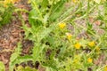 Common golden thistle or Scolymus Hispanicus in Zurich in Switzerland