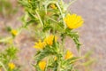 Common golden thistle or Scolymus Hispanicus in Zurich in Switzerland