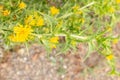 Common golden thistle or Scolymus Hispanicus in Zurich in Switzerland