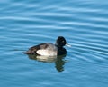 Common Goldeneye