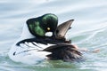 Common Goldeneye