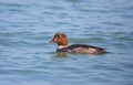 Common goldeneye