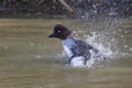 Common Goldeneye